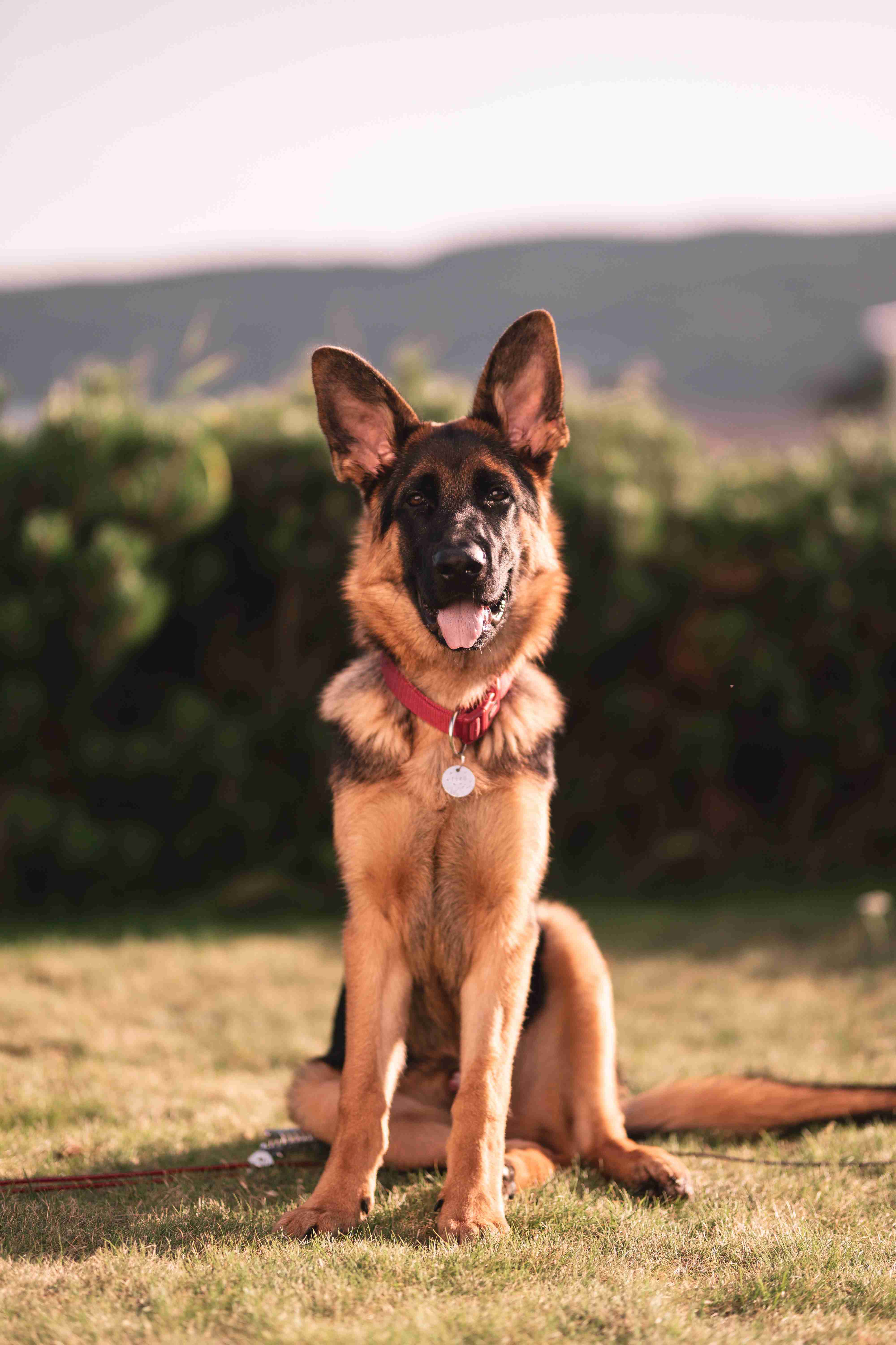 How important is socialization for a German shepherd?